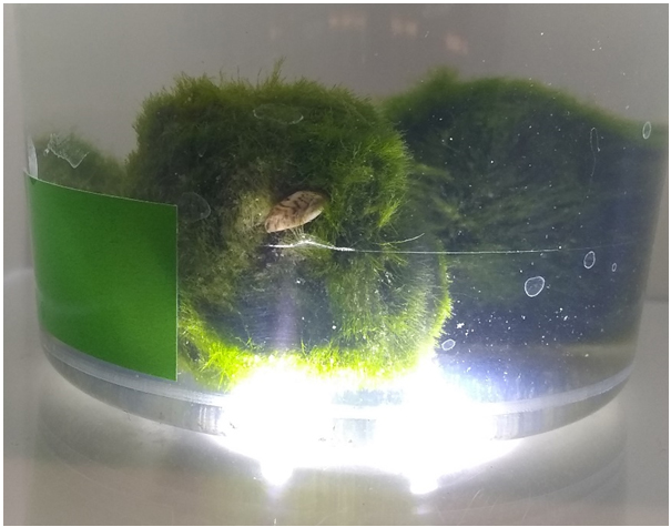 Thumbnail for the post titled: Aquarium owners: Check moss balls for zebra mussels